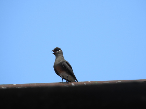 iNaturalist image