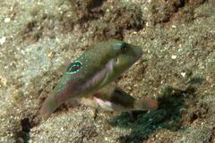 Canthigaster bennetti