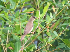 Acrocephalus palustris