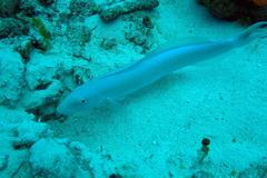 Malacanthus plumieri