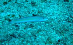 Malacanthus plumieri