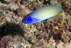 Hoplolatilus starcki