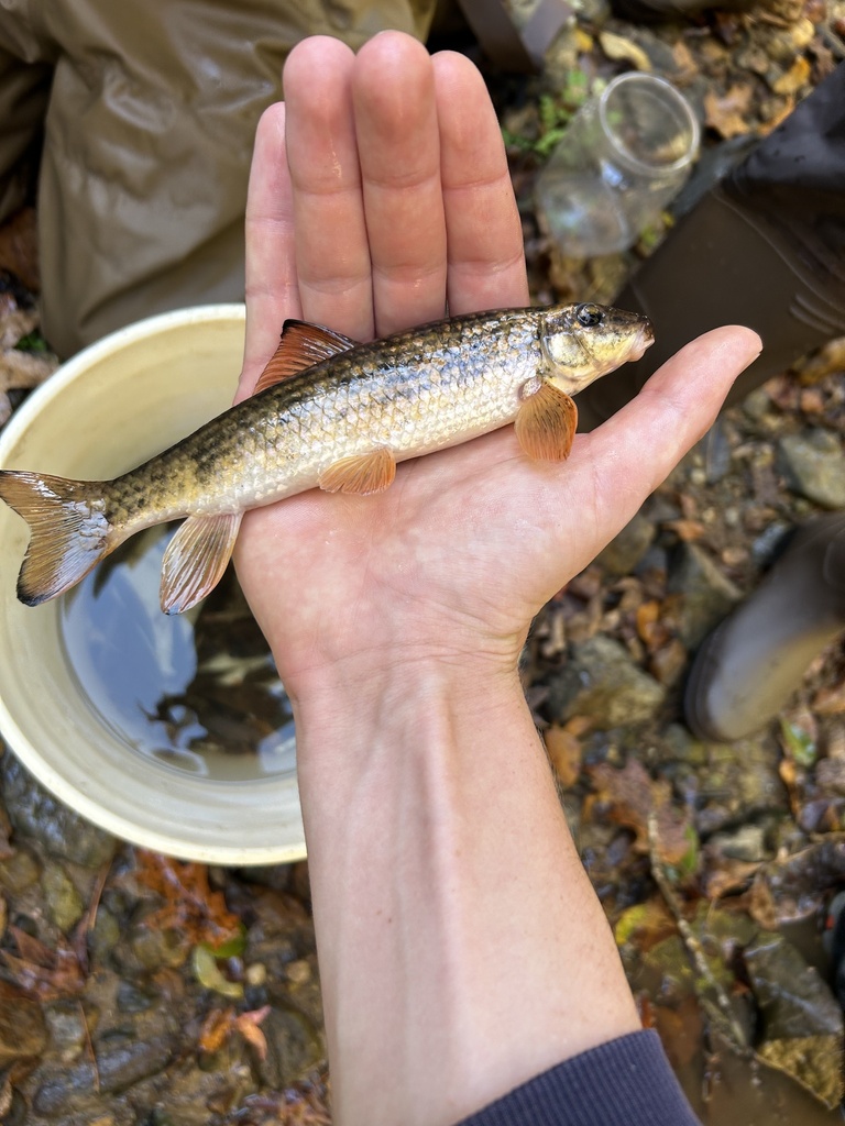 Zwarttip-zuigkarper (Moxostoma cervinum) — Catostomidae