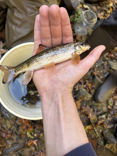 Black jumprock (Moxostoma cervinum) — Catostomidae