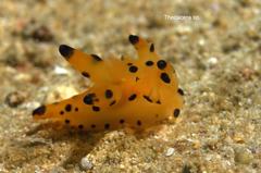 Thecacera