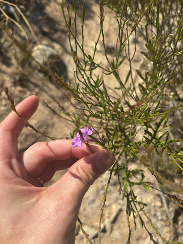 Bouchea linifolia, photograph 4