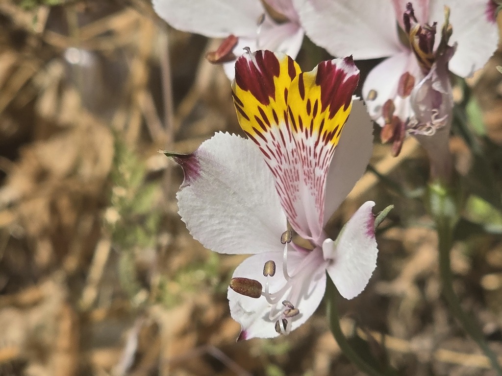 Alstroemeria pulchra (Alstroemeria pulchra)