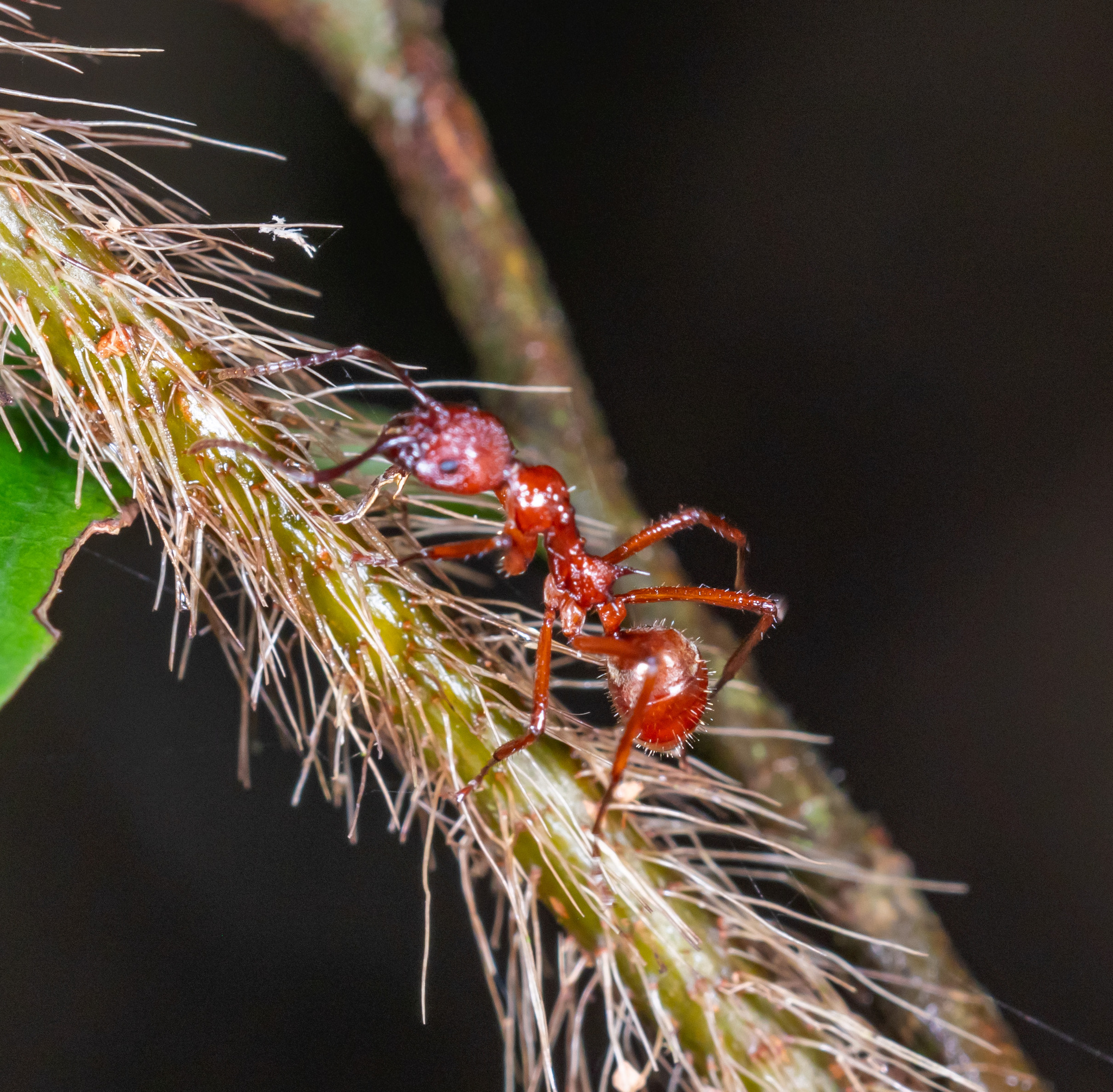 Dolichoderus fernandezi