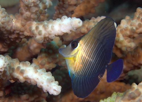 Brown Tang