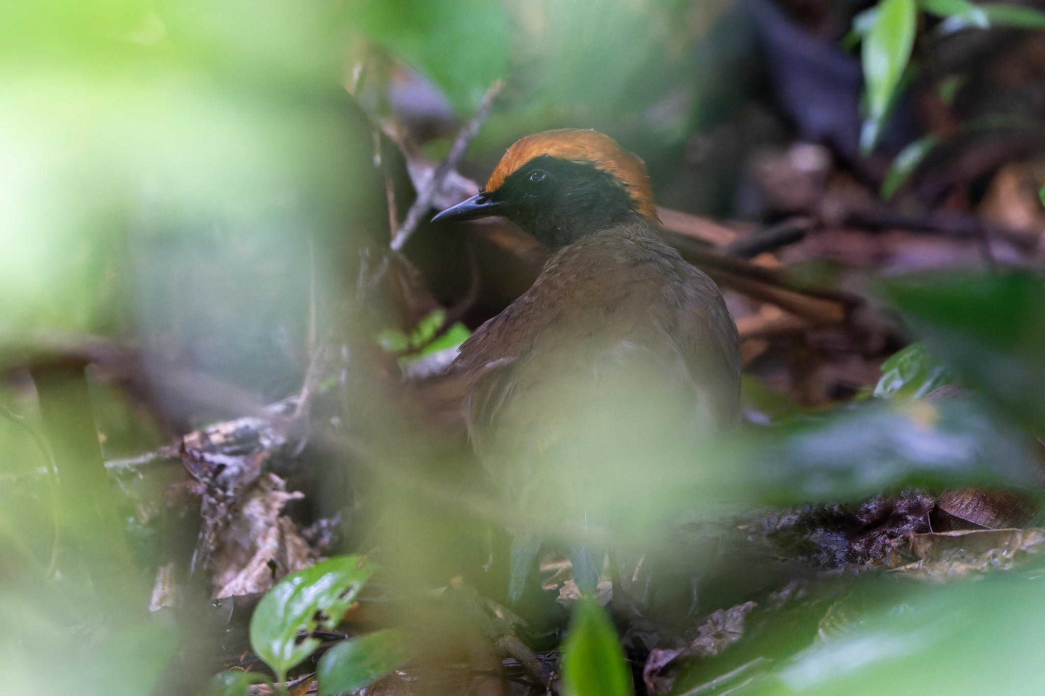 Rufous-capped Antthrush (Formicarius colma), photo 9
