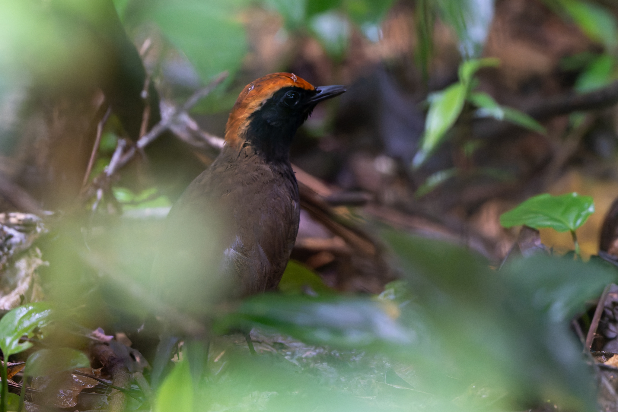 Rufous-capped Antthrush (Formicarius colma), photo 8
