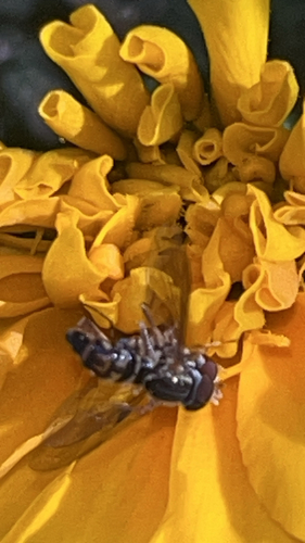 Unknown species found near Ashburn Run Pl, Ashburn, VA, US