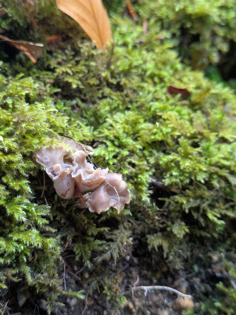 Craterellus undulatus
