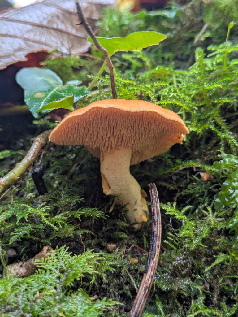 Hydnum rufescens · November 2025 · photo: © djgwild (iNaturalist, cc-by)