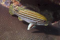 Plectorhinchus lessonii