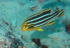 Plectorhinchus lessonii