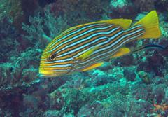 Plectorhinchus polytaenia