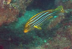 Plectorhinchus polytaenia