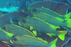 Plectorhinchus polytaenia