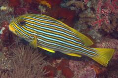 Plectorhinchus polytaenia
