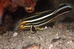 Plectorhinchus polytaenia
