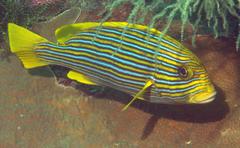 Plectorhinchus polytaenia