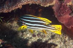 Plectorhinchus vittatus