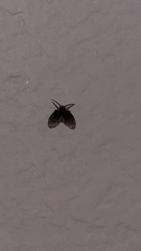 Unknown species found near N Hog Trough Dr, Fayetteville, AR, US