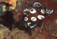 Plectorhinchus chaetodonoides