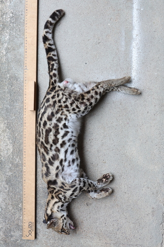 Leopardus tigrinus tigrinus