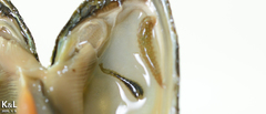 Alboglossiphonia lata