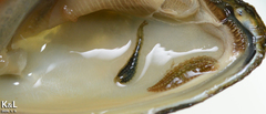 Alboglossiphonia lata