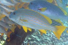 Plectorhinchus chrysotaenia