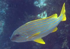 Plectorhinchus chrysotaenia