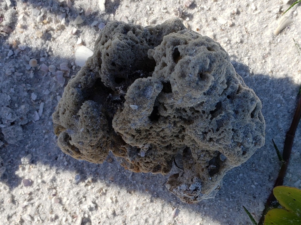 anclote sponge