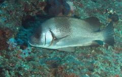 Plectorhinchus gibbosus