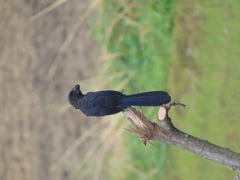 Crotophaga ani