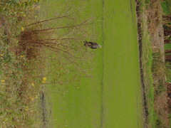 Rostrhamus sociabilis