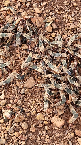 Dysdercus superstitiosus