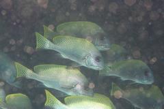 Diagramma melanacrum