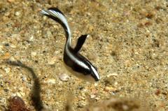 Diagramma melanacrum