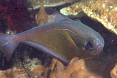 Pempheris vanicolensis