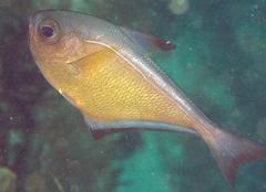 Pempheris vanicolensis