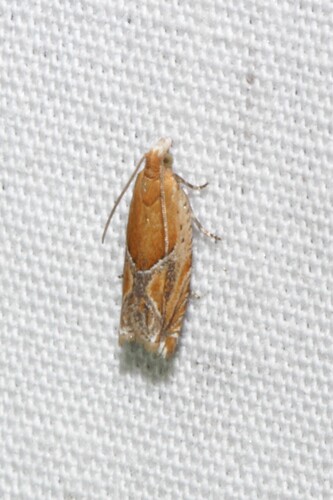 Morling Insect Photo 590143968, (c) Roy F Morris II, some rights reserved (CC BY-NC ...