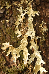 Lobaria pulmonaria
