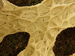 Lobaria pulmonaria