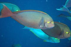 Acanthurus mata