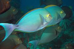 Acanthurus mata