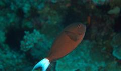 Acanthurus thompsoni