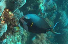 Acanthurus leucocheilus